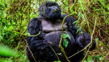 3 days Gorillas Rwanda 3 days Gorillas Rwanda