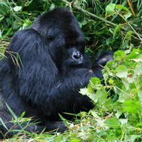 Best Time to Visit Rwanda Gorillas Best Time to Visit Rwanda Gorillas