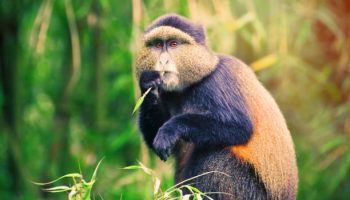 Rwanda Safari Packages Rwanda Safari Packages