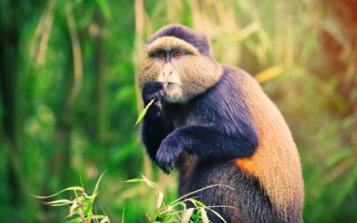 Rwanda Safari Packages