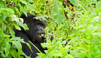Gorilla Trekking & Golden Monkey Gorilla Trekking & Golden Monkey