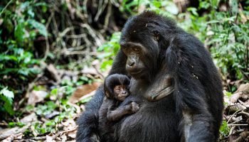 Gorillas in Rwanda Gorillas in Rwanda