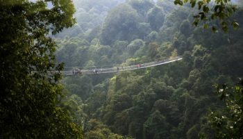 Nyungwe Forest Canopy Nyungwe Forest Canopy