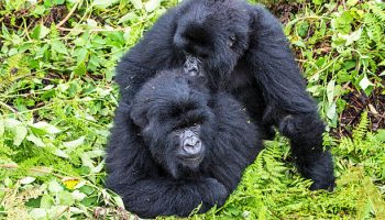 Mountain Gorilla Mountain Gorilla