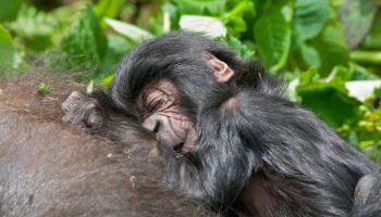 Rwanda Safari Packages Rwanda Safari Packages