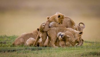 Lioness lies covered in cubs on savannah Tarangire, Volcanoes