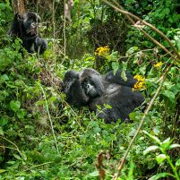 Places to Visit in Rwanda Places to Visit in Rwanda