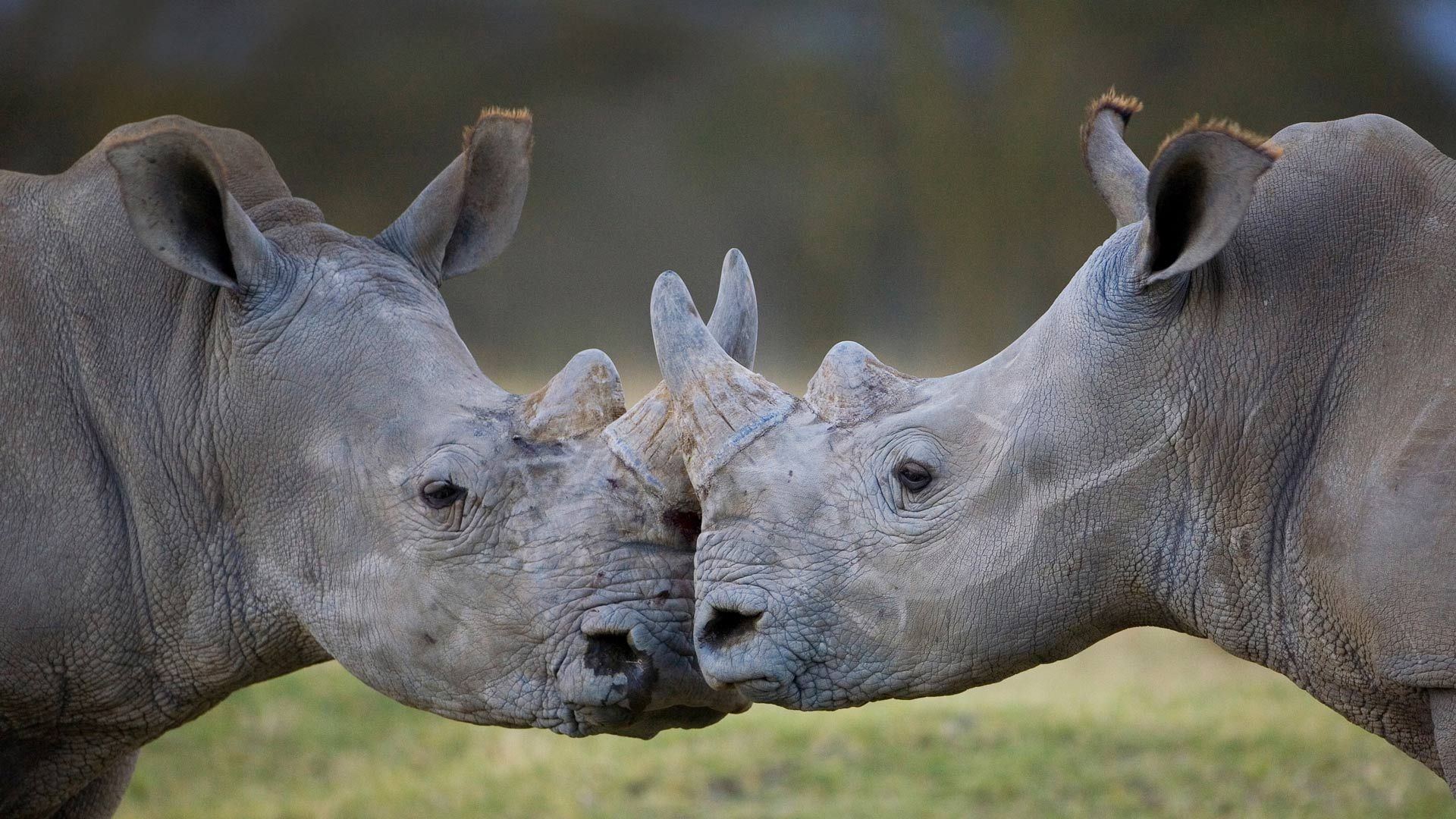 White Rhinos Kenya