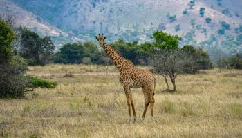 A wild giraffe grazing in the savanna in Akagera National Park, Rwanda. A wild giraffe grazing in the savanna in Akagera National Park, Rwanda.