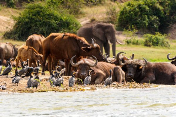 2 Days Murchison Falls Safari 2 Days Murchison Falls Safari