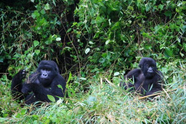 4 Day Rwanda Double Gorilla Trekking 4 Day Rwanda Double Gorilla Trekking