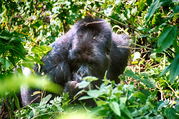 4 Day Rwanda Double Gorilla Trekking 4 Day Rwanda Double Gorilla Trekking