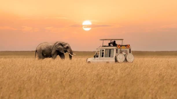 Last Minute African Safari Last Minute African Safari