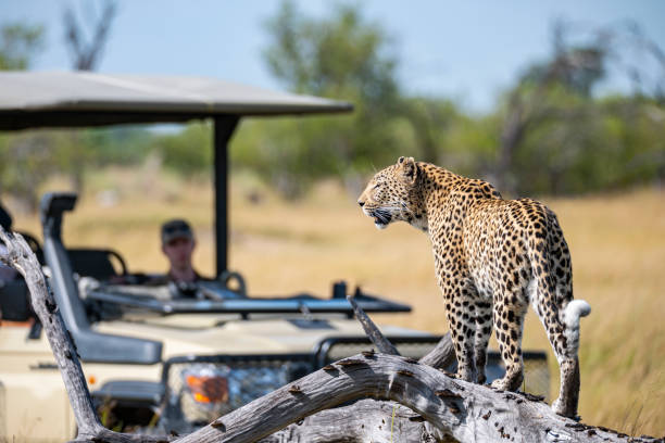 Last Minute African Safari Last Minute African Safari