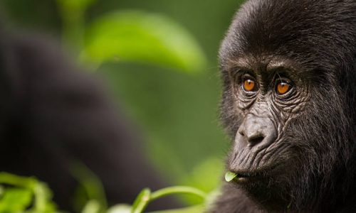 Gorilla Trekking Tours from USA
