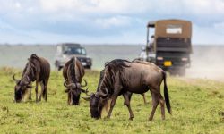 1 day masai mara safari