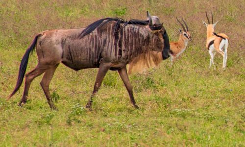 1-day Ngorongoro crater safari 1-day Ngorongoro crater safari