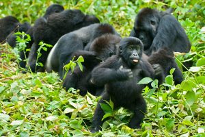 2-Day Gorilla Trekking Rwanda 2-Day Gorilla Trekking Rwanda