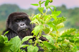 2-Day Gorilla Trekking Rwanda 2-Day Gorilla Trekking Rwanda