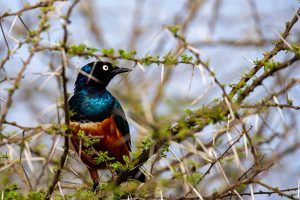 2-Day Serengeti Safari Tour