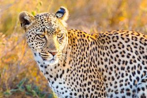 2-Day Serengeti Safari Tour