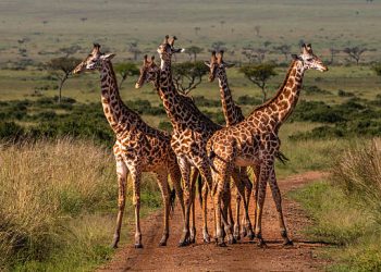 3-Day Fly-In Serengeti Safari 3-Day Fly-In Serengeti Safari