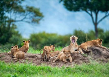 3-Day Fly-In Serengeti Safari 3-Day Fly-In Serengeti Safari