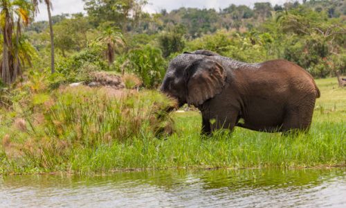 3 Days Akagera Wildlife Safari 3 Days Akagera Wildlife Safari