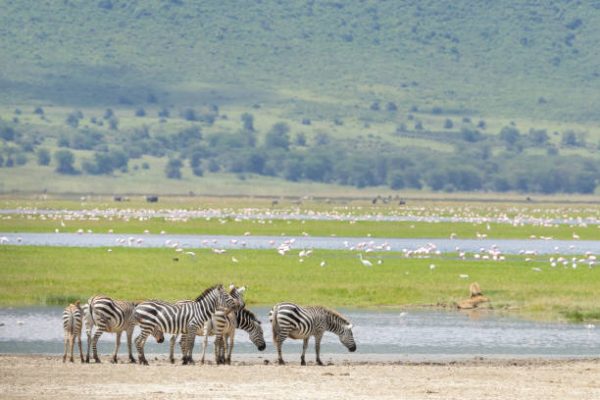 7-Day Serengeti Tarangire Ngorongoro Safari