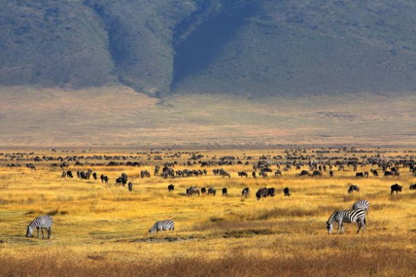 7-Day Serengeti Tarangire Ngorongoro Safari