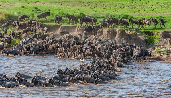 7-Day Kenya Safari