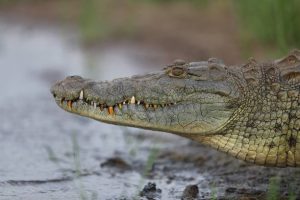 2-Day Serengeti Safari Tour - Crocodile