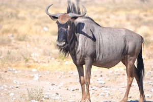 2-Day Serengeti Safari Tour - Gazelle