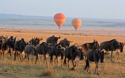 10-Day Gorillas and Great Migration Safari 10-Day Gorillas and Great Migration Safari