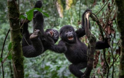 10-Day Gorillas and Great Migration Safari 10-Day Gorillas and Great Migration Safari