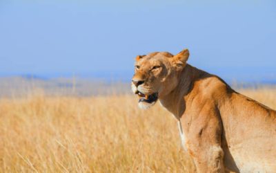 10-Day Gorillas and Great Migration Safari 10-Day Gorillas and Great Migration Safari