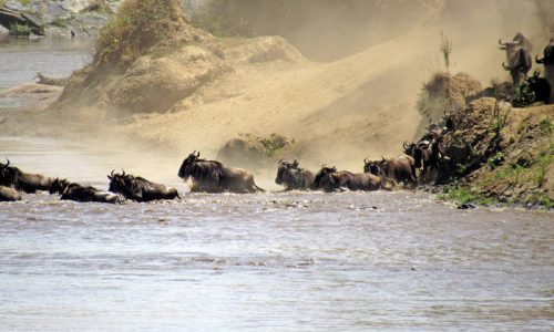 11-Day Masai Mara Serengeti and Zanzibar Safari