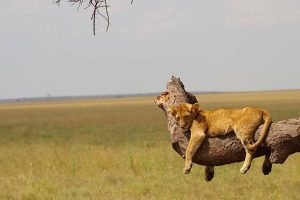 11-Day Masai Mara Serengeti and Zanzibar Safari