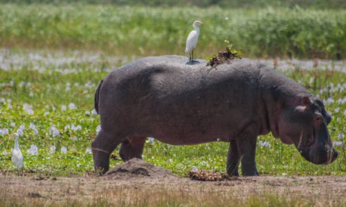 2-Day Akagera Safari Rwanda 2-Day Akagera Safari Rwanda