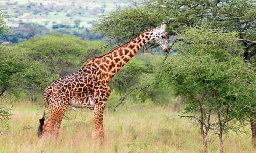 2-Day Akagera Safari Rwanda 2-Day Akagera Safari Rwanda