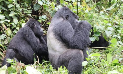 3-Day Uganda Gorilla Flying Safari
