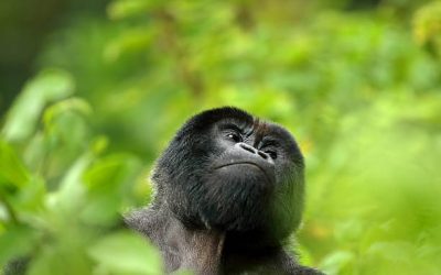 3-Day Rwanda Gorilla Safari Tour