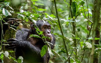 5-Day Rwanda Safari 5-Day Rwanda Safari