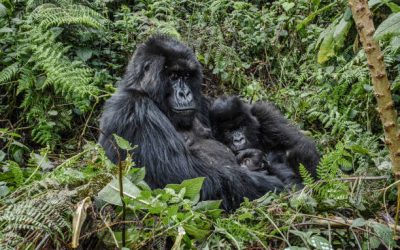 5-Day Rwanda Safari 5-Day Rwanda Safari