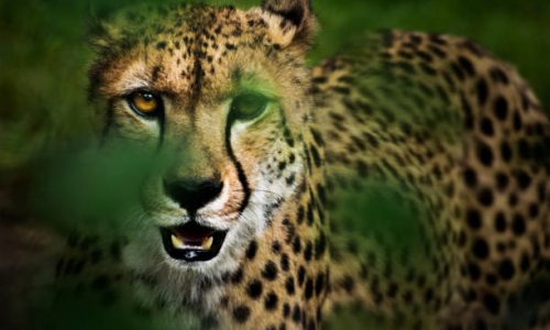 5-Day Tanzania Safari Tour