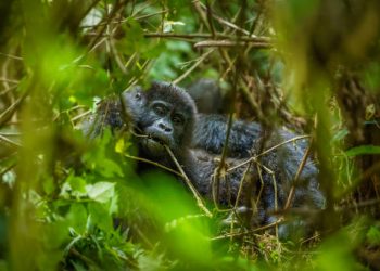 Gorilla Habituation Experience Gorilla Habituation Experience