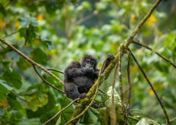Gorilla Habituation Experience Gorilla Habituation Experience