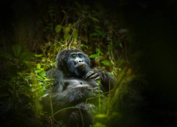 Gorilla Habituation Experience Gorilla Habituation Experience