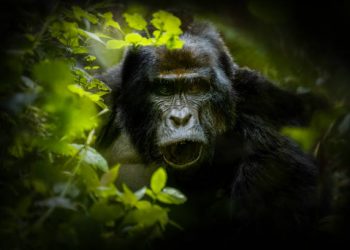 Gorilla Habituation Experience Gorilla Habituation Experience