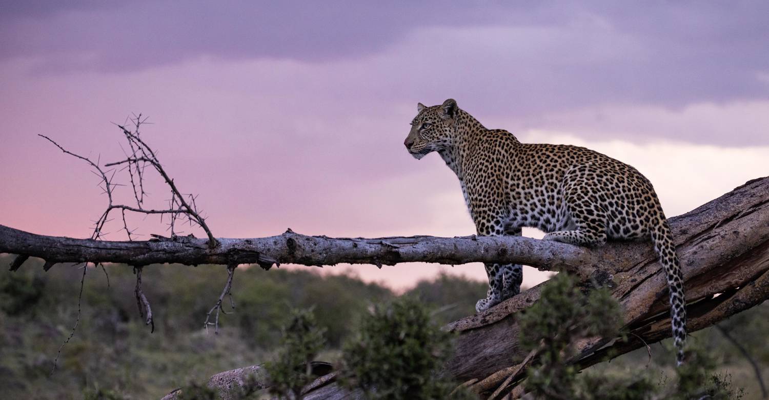 Mpenzi Safaris (Budget Friendly Safari)